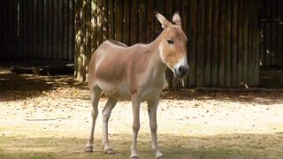 HAPPY DONKEY