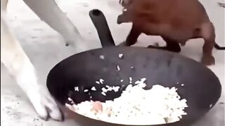 Funny dogs fight for food