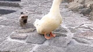 La mère cane est un havre de paix pour les chiens. Le mignon chien de compagnie