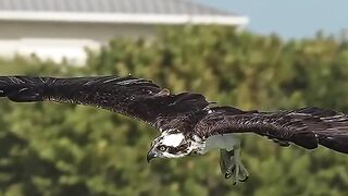 Un balbuzard pêcheur fou attrape un énorme poisson-chat et s'envole.