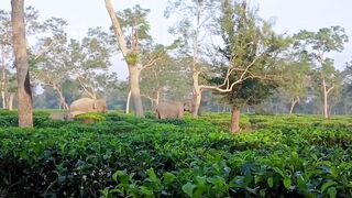 Wild Elephants Broking Trees