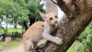 Activities cute kittens walking and playing on wood