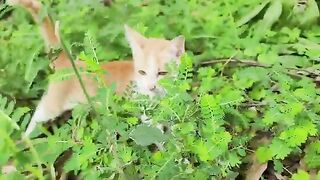 Kitten walking on wood under three