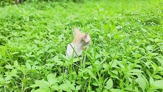 kitty running on grass