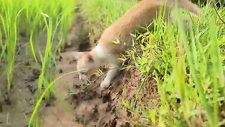 kitten waking in field rice