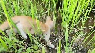 Kitty walking in rice fields