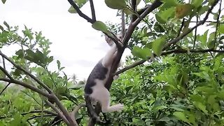 Kitten on orange tree