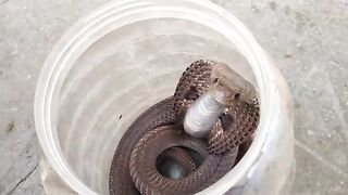 Cobra hissing sound | Prathamesh Sirsat