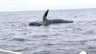 Whale Explodes!