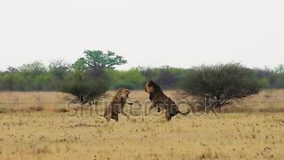 طبيعة natur animal حيوانات