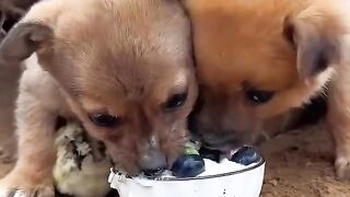 Chien mangeant du yaourt aux myrtilles Plan de début d'animal de compagnie mignon Dog