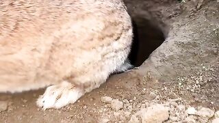 Profitez-en pour jouer avec le petit lapin pendant que la maman lapin n'est pas à la maison Mignon