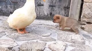 Le chien cherche de la chaleur auprès de sa mère cane et se sent poussé à devenir un adorable animal de compagnie.