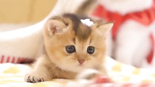 Adorable Little Cats: The Cutest Moments You’ll See Today!!!