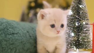 Adorable Little Cats: The Cutest Moments You’ll See Today!!!