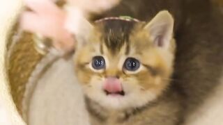 Adorable Little Cats: The Cutest Moments You’ll See Today!!!