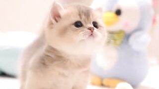 Adorable Little Cats: The Cutest Moments You’ll See Today!!!