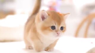 Adorable Little Cats: The Cutest Moments You’ll See Today!!!