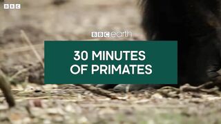 30 Minutes of Incredible Primate Moments