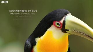 Relaxing Birdsong for Sleep and Meditation _ Relax With Nature