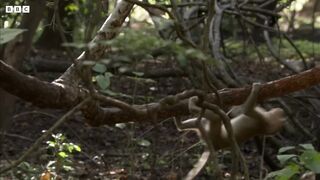 Baby Macaque Social Skills Tested by Violent Elder _ Growing Up Wild