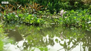 Fishing Cats _ Masters of the Water _ Big Cats