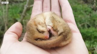 Finding the Notoriously Shy Dormouse