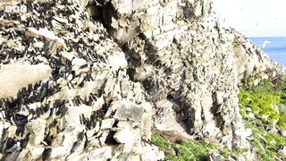 Puffin Hunts Fish To Feed Puffling