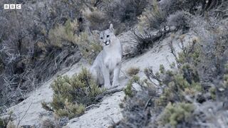 Penguins Polished off by Pumas _ Big Cats