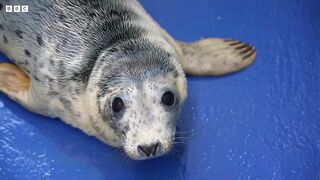 Rescuing Cute Baby Seal Pups