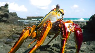 Crab vs Eel vs Octopus