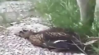 very intelligent duck