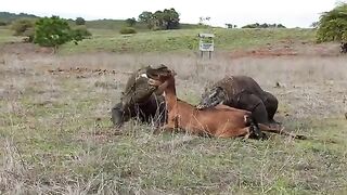 crocodile attack at the mountains hole |KOMODO