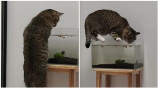 Naughty cat drinks water from fish tank