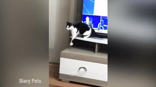 Funniest Animals 2024 New Funny Cats and Dogs Videos