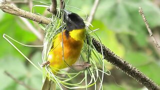 cara buat sarang burung