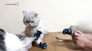 Watch a cat playing with his friend, watch and enjoy