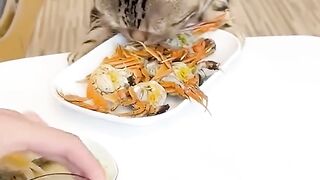 Funny hungry cat, you will die laughing ????????????????