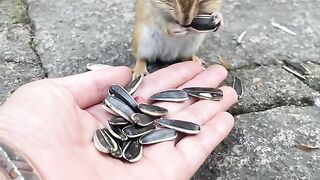 Squirrel cracking sunflower seeds