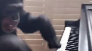 Monkey playing the piano