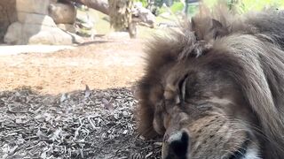 Lion Sleeping in Zoo