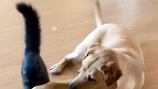 Dog playing with cat great video animal love