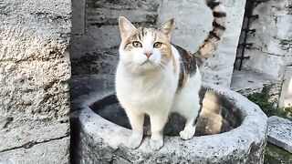 Incredibly sweet street cat with its magnificent cool fur.