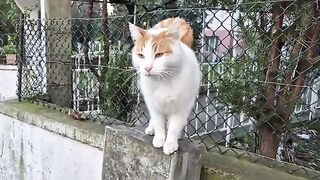 A Cat afraid of a Wild Dog hides by climbing a tree.