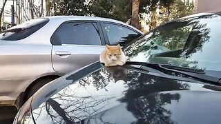 Charming Beautiful Orange Homeless Cat.