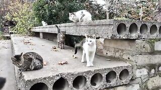 Street cats are very hungry, they need food and affection.