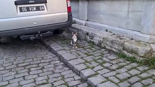 Cute stray cat is very afraid of people.