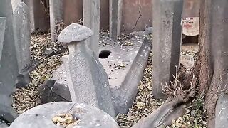 Two homeless little kittens are hiding in a pit in an old grave.