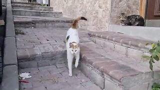 When you enter this street, dozens of cats gather around you.