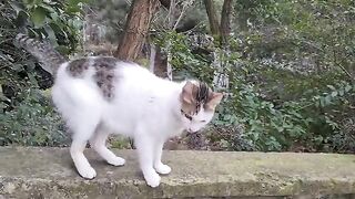 A Sweet Cat is holding my hand and wants me to take care of it.